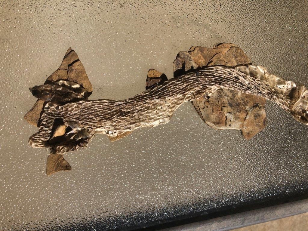 Fayetteville snake skin